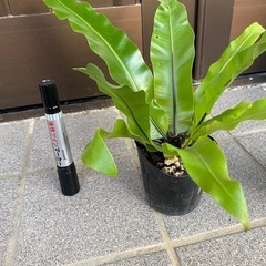 オオタニワタリ２個
　の画像