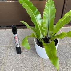 オオタニワタリ２個
　の画像
