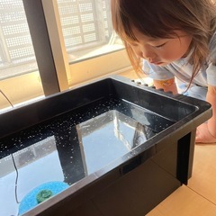 めだか販売🌻🍋💛
の画像