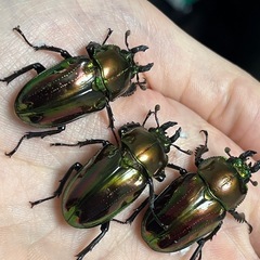 ニジイロクワガタ　成虫ペア　レッドピカールなどの画像