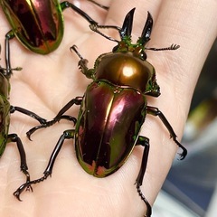 ニジイロクワガタ　成虫ペア　レッドピカールなどの画像