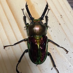 ニジイロクワガタ2025② ♂55mm ♀フリー2頭 計3頭セット ノーマルカラー 新成虫の画像