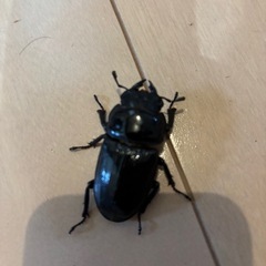 オオクワガタ　オス1匹　メス2匹の画像