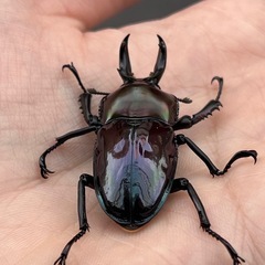 ニジイロクワガタ　成虫ペア　レッドピカールなどの画像