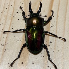 ニジイロクワガタ2025③ ♂47mm ♀フリー2頭 計3頭セット ノーマルカラー 新成虫の画像