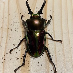 ニジイロクワガタ2025④ ♂47mm ♀フリー2頭 計3頭セット ノーマルカラー 新成虫の画像