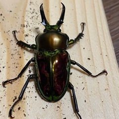 ニジイロクワガタ2025⑤ ♂45mm ♀フリー2頭 計3頭セット ノーマルカラー 新成虫の画像