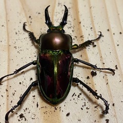 ニジイロクワガタ2025⑥ ♂42mm ♀フリー2頭 計3頭セット ノーマルカラー 新成虫の画像