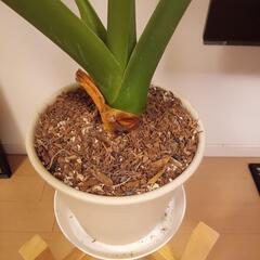 観葉植物　クワズイモ　木製スタンド付きの画像