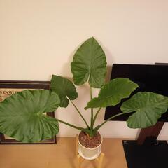 観葉植物　クワズイモ　木製スタンド付きの画像