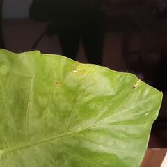 観葉植物　クワズイモ　木製スタンド付きの画像
