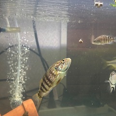 オヤニラミ(人工餌付け済)川魚の画像