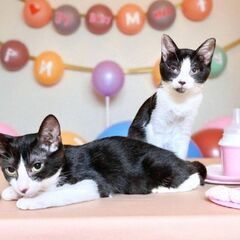 8月17日(日)三鷹で猫の譲渡会🖤🩷🩵ハチワレの女の子　姉…