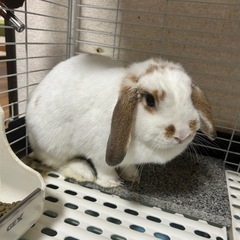 【ホーランドロップ】里親さん募集🐰