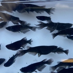【お盆期間:サービス品⑧】高級品種のブラック系品種の稚魚20匹セットの画像