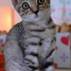 8月17日(日)三鷹で猫の譲渡会🖤🩷🩵目の大きなキジトラの…