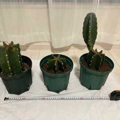 柱サボテン　
ブランチ　鬼面角の画像
