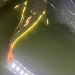 熱帯魚の画像