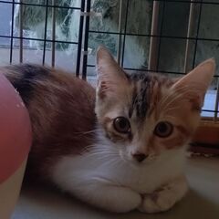 8月17日(日)三鷹で猫の譲渡会🖤🩷🩵小さなミケちゃん　🖤…