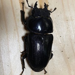 オオクワガタ2025⑯ 即ブリセット ♂77mm ♀51,50mm 計3頭 能勢YGの画像