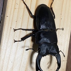 オオクワガタ2025⑯ 即ブリセット ♂77mm ♀51,50mm 計3頭 能勢YGの画像