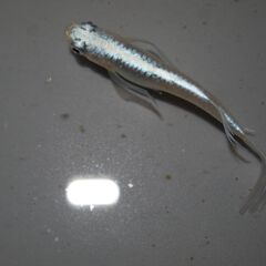 メダカ　松井ヒレ長幹之稚魚(1.5～２㎝前後）　20匹の画像