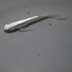 メダカ　松井ヒレ長幹之稚魚(1.5～２㎝前後）　20匹の画像
