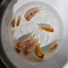 桜錦戦力外⚾️【決まりました】の画像