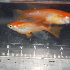 メダカ　紅帝リアルロングフィン稚魚（１㎝前後）18匹の画像