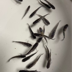 改良メダカ 若魚  10匹  ✨クラウドグレーダイヤ✨の画像