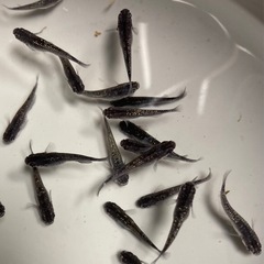 改良メダカ 若魚  10匹  ✨クラウドグレーダイヤ✨の画像
