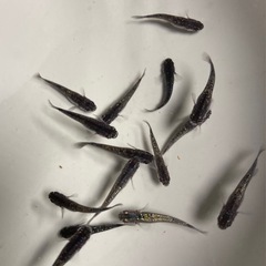 改良メダカ 若魚  10匹  ✨クラウドグレーダイヤ✨の画像