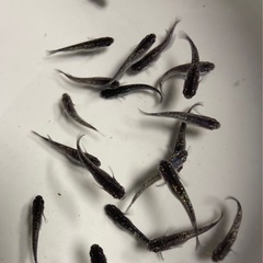改良メダカ 若魚  10匹  ✨クラウドグレーダイヤ✨の画像