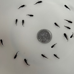 夢中めだか様ブリード個体オロチ(ショートタイプ)１匹 の画像