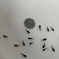 夢中めだか様ブリード個体オロチ(ショートタイプ)１匹 の画像