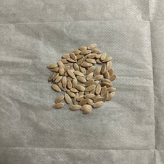 まくわウリの種子　の画像