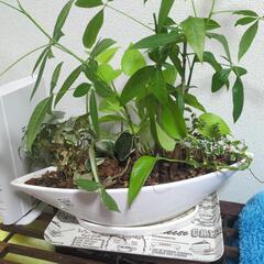 【お一人様】観葉植物の画像
