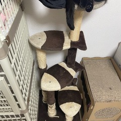 キャットタワーの画像