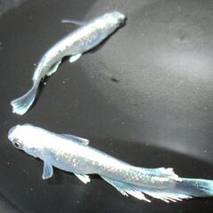 決まりました。メダカ「エメキン」幼魚10匹 ②の画像