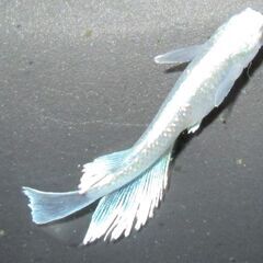 決まりました。メダカ「エメキン」幼魚10匹 ②の画像