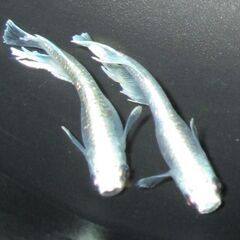 決まりました。メダカ「エメキン」幼魚10匹 ②の画像