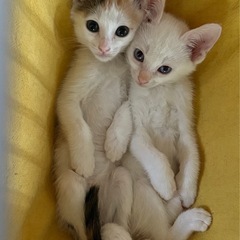かわいい姉妹😽😻面会予約受付中