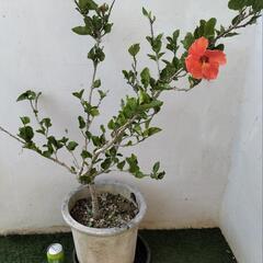 🌿1Mハイビスカス/オレンジ色/観葉植物🌿の画像