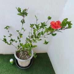 🌿1Mハイビスカス/オレンジ色/観葉植物🌿の画像