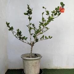 🌿1Mハイビスカス/オレンジ色/観葉植物🌿の画像