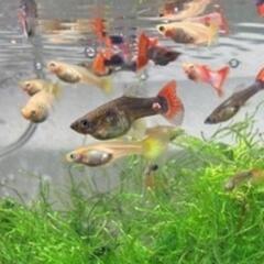 グッピーの稚魚　ミックス　15匹　④の画像