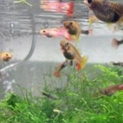グッピーの稚魚　ミックス　15匹　④の画像