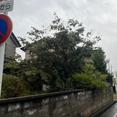 庭木差し上げますの画像