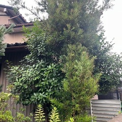 庭木差し上げますの画像