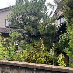 庭木差し上げますの画像